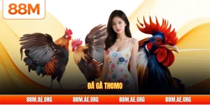 Đá gà Thomo