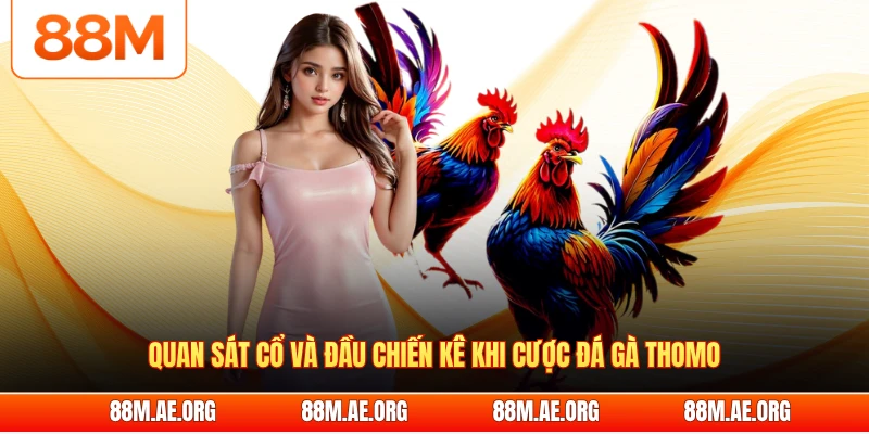 Quan sát cổ và đầu chiến kê khi cược đá gà Thomo