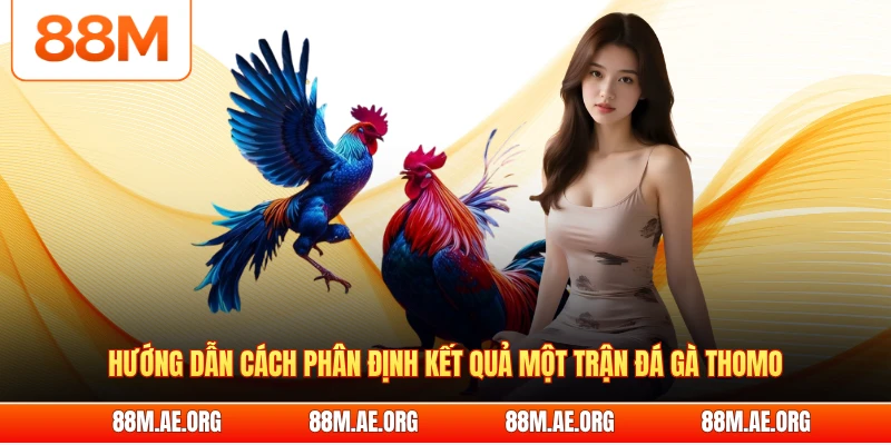 Hướng dẫn cách phân định kết quả một trận đá gà Thomo
